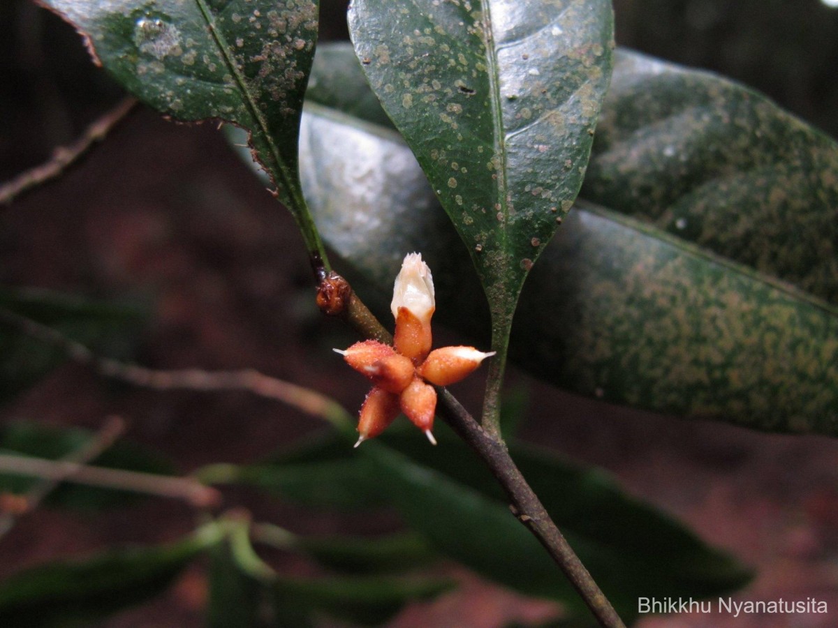 Isonandra lanceolata Wight